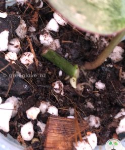New growth of the Variegated Philodendron Mint Micans