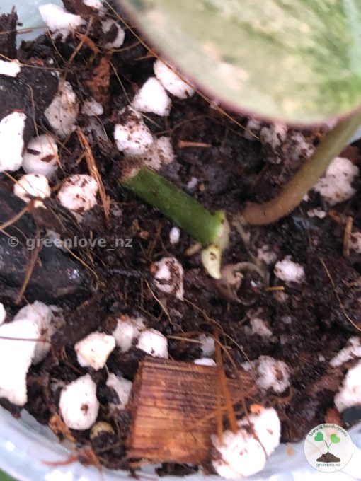 New growth of the Variegated Philodendron Mint Micans