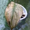 Variegated Philodendron Mint Micans