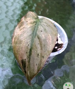 Variegated Philodendron Mint Micans