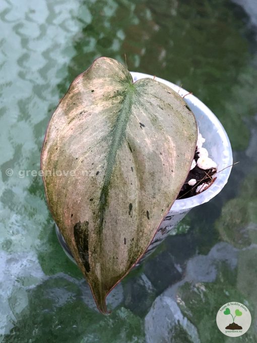 Variegated Philodendron Mint Micans