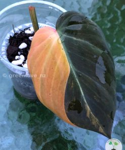 Philodendron Micans Variegated