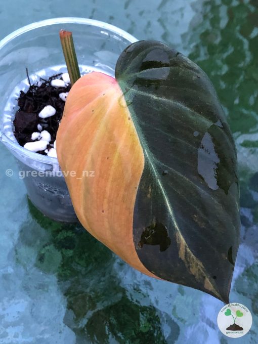 Philodendron Micans Variegated