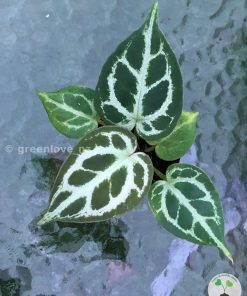 Anthurium Dorayaki X Red Crystallinum