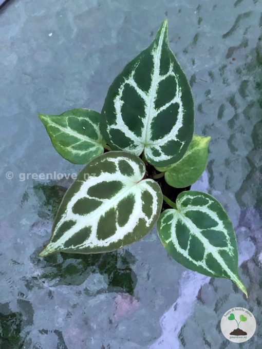 Anthurium Dorayaki X Red Crystallinum