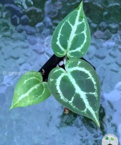Anthurium Dorayaki X Red Crystallinum
