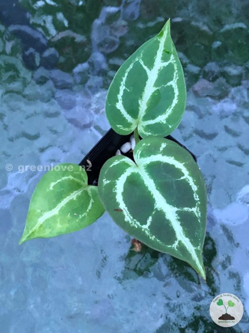 Anthurium Dorayaki X Red Crystallinum