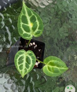 Anthurium Dorayaki X Red Crystal x