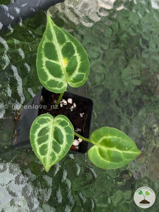 Anthurium Dorayaki X Red Crystal x
