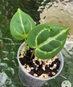 Anthurium Dorayaki X Red Crystal x