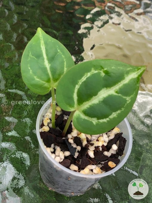Anthurium Dorayaki X Red Crystal x