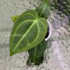 Anthurium Magnificum Verde x Forgetii X Dressleri Indo