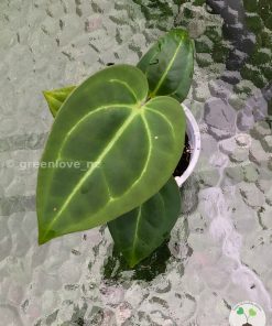 Anthurium Magnificum Verde x Forgetii X Dressleri Indo