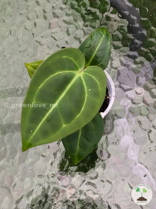 Anthurium Magnificum Verde x Forgetii X Dressleri Indo