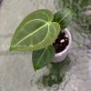 Anthurium Magnificum Verde x Forgetii X Dressleri Indo