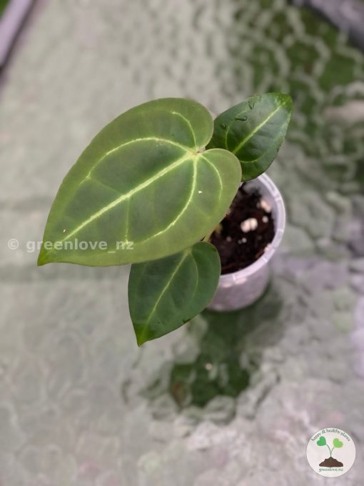 Anthurium Magnificum Verde x Forgetii X Dressleri Indo