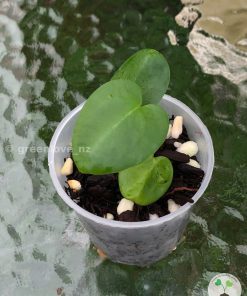 Anthurium Magnificum Verde x Forgetii X Dressleri Indo