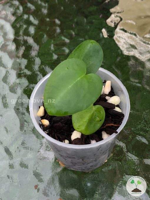 Anthurium Magnificum Verde x Forgetii X Dressleri Indo