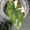 Variegated Alocasia Melo (albo)