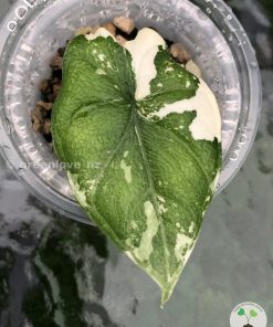 Variegated Alocasia Melo (albo)