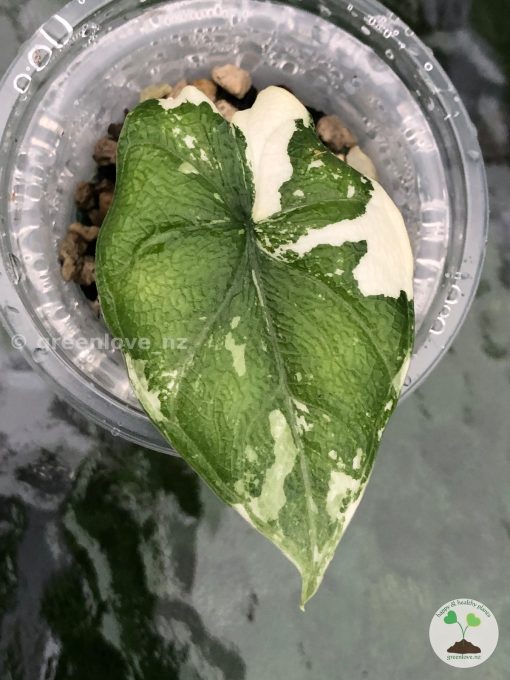 Variegated Alocasia Melo (albo)