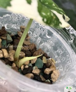 Variegated Alocasia Melo (albo)