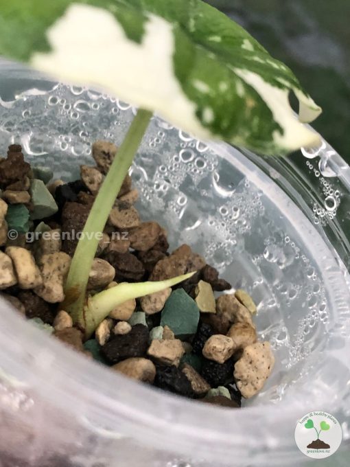 Variegated Alocasia Melo (albo)
