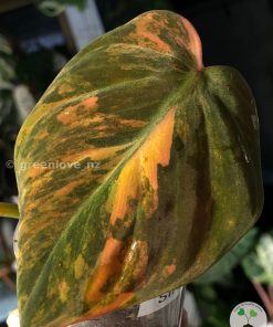 Philodendron Variegated Micans