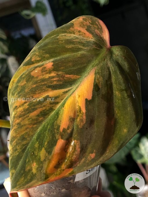 Philodendron Variegated Micans