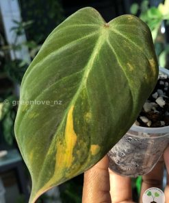 Philodendron Variegated Micans
