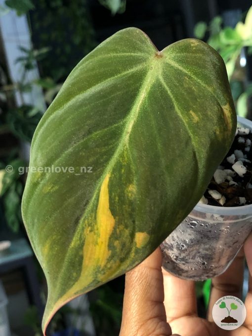 Philodendron Variegated Micans