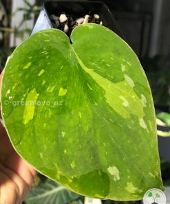 Scindapsus Baticon