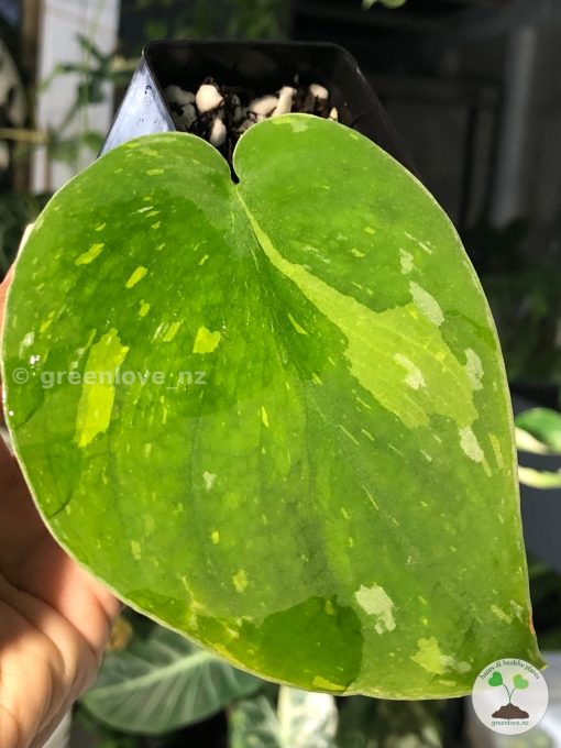Scindapsus Baticon