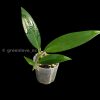 Rare Scindapsus Coriaceus
