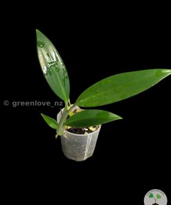 Rare Scindapsus Coriaceus