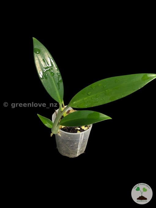 Rare Scindapsus Coriaceus