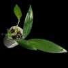 Rare Scindapsus Coriaceus