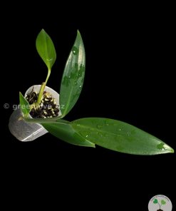 Rare Scindapsus Coriaceus