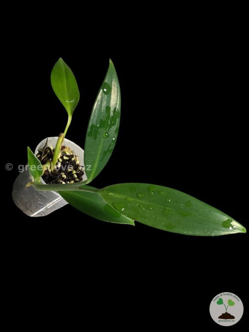 Rare Scindapsus Coriaceus