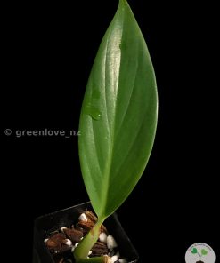 Rare Scindapsus Coriaceus