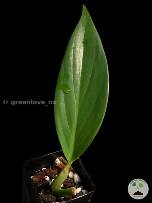 Rare Scindapsus Coriaceus