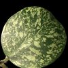 Hoya Obovata Splash