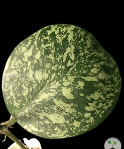 Hoya Obovata Splash