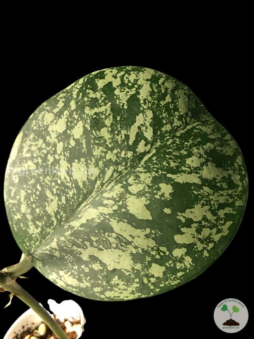Hoya Obovata Splash