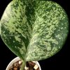 Hoya Obovata Splash