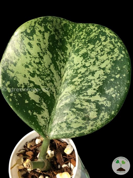 Hoya Obovata Splash