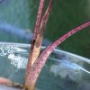 Alocasia Yucatan Princess Pink Variegated