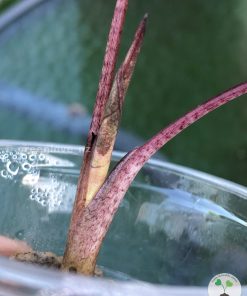Alocasia Yucatan Princess Pink Variegated
