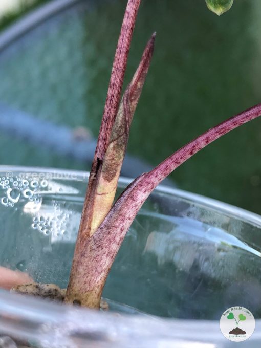 Alocasia Yucatan Princess Pink Variegated