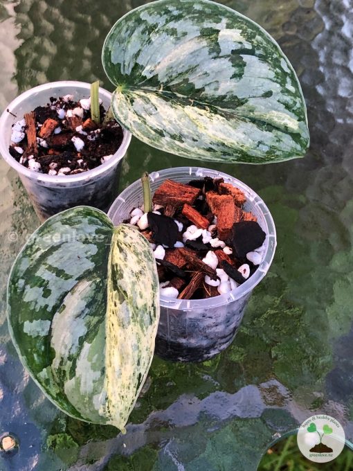 Scindapsus Exotica Albo